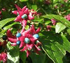 Herbal Uric Acid Inhibitor: Cledodendrum trichotomum photo