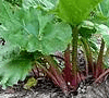 Herbal Uric Acid Inhibitor: Rheum palmatum photo